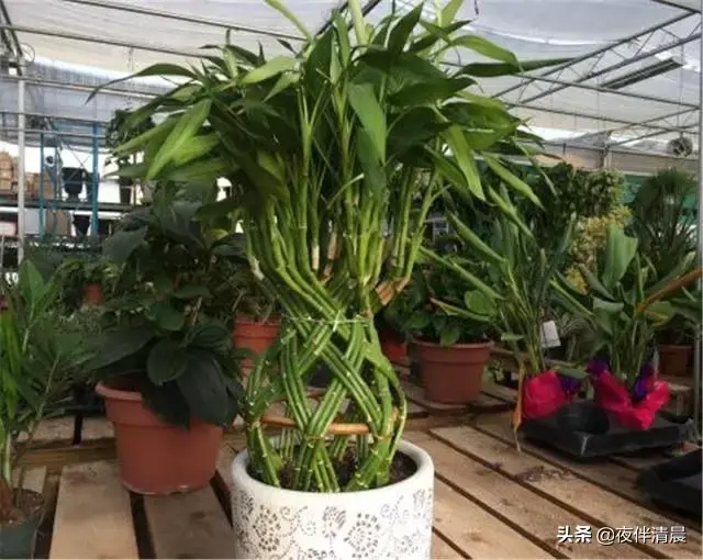 自己在家配置富贵竹营养液，学会这些，让你的富贵竹迅速生长