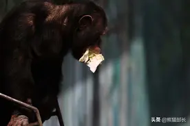 食物分享给隔壁狒狒 黑猩猩“多多”要做中国好邻居图片