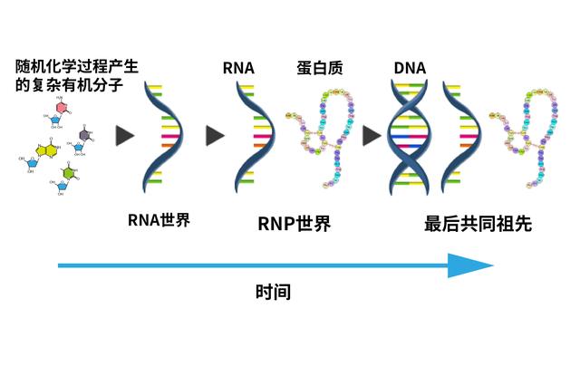 地球上早期的生命分子以rna形式先出现,之后才有蛋白质和dna