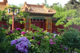 景山山高42.6米，海拔88.35米，是北京城的最高点图片