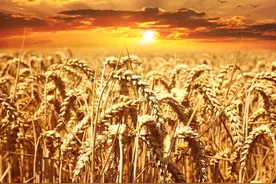 为什么中医说蔬菜不能当主食？图片