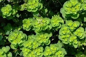 野菜虽美味，生命第一位！3大有毒野菜，外出时最好别采图片