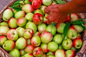 早熟油桃收购价跌到5毛钱，油桃将崩盘？拿个例谈市场是不负责任图片