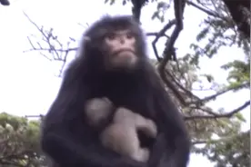 喜添丁！怒江金丝猴种群多了几只猴宝宝图片