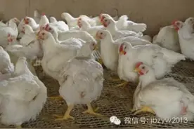 鸡病科普丨新城疫  你值得收藏图片