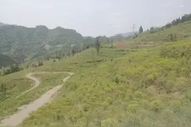 鲁渝科技协作，助力重庆栀子产业精准扶贫图片