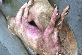 遇到猪链球菌怎么办？十年养猪人教你如何预防和治疗！养猪人必看图片