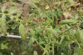 番茄叶片发黄现铁锈色，植株自封顶，抗病毒和补肥都无效，咋办？图片