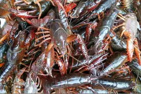 小龙虾的虾头能不能吃？黄色的东西是虾黄还是脏东西？告诉你实情图片