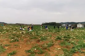 东方快评丨一则“免费拔萝卜”的谣言猛于蝗灾图片