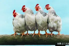 小鸡球虫传染性可高达80%，反反复复发作怎么办？教你一招搞定图片