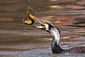 白洋淀景区自驾游，预算400花费1600，小兵张嘎的西瓜可不敢白吃图片