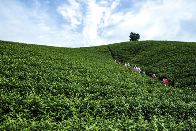 安吉白茶“鲜”从何来？氨基酸翻2倍的小罐绿茶忍不住揭秘