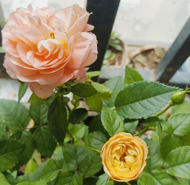 扔掉,由于没养过玫瑰,不知道生活习性,于是乎各种度娘求救其养护方法