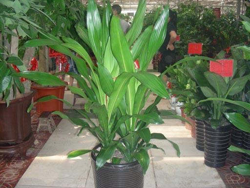 叶子修长逼格高的也门铁,这样养长得好,满盆绿叶真养眼