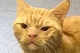 火了的愤怒小猫咪图片