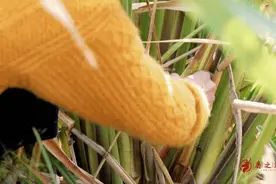 捉黄鳝丨尝一尝鳝味江南图片