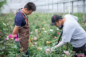天狼自育新品提前曝光，耐热性也太好了吧图片