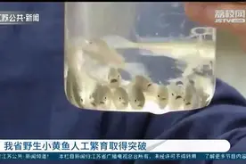 江苏野生小黄鱼人工繁育取得突破 预计明年春节可供应餐桌图片