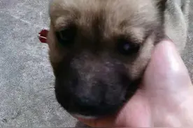 愿意跟你回家的狗狗，是否是历经轮回又来到你身边？图片