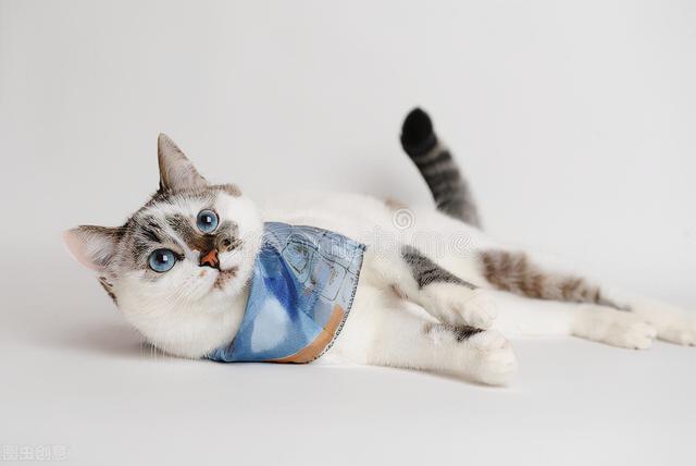 给猫绝育要多少钱（猫咪绝育要花多少钱）