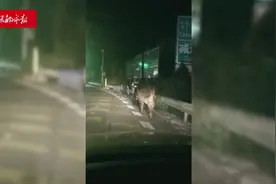 一头牛在高速路上“散步”，惊险图片