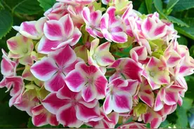 淘米水发酵加点“料”，肥力大增，养啥旺啥，一年四季叶绿花艳图片