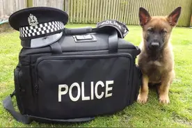 警犬考试不及格，结果被学校“开除”，委屈的样子让人心疼图片