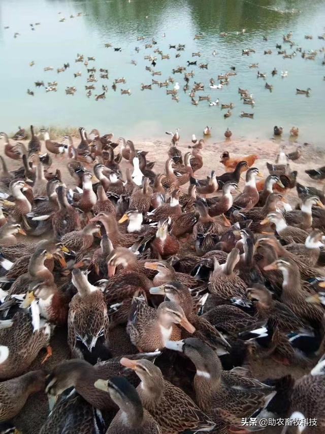 茶枯通过发酵脱毒可以代替豆粕做猪鸡鸭牛羊等优质饲料