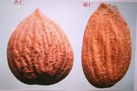 苦杏仁和桃仁的性状和功效区别有多大？图片
