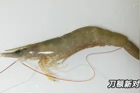 基围虾到底是什么虾？广东老前辈让我从它的祖宗说起图片