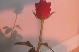 散文|不在乎你的人，你又何必在乎图片