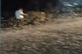 灾难预警？河南惊现大量蜉蝣，数以万计，飞虫聚集是什么原因？图片