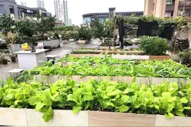 冬日里轻霜寒风袭来，阳台上采取点儿防寒对策，咱们继续种菜图片