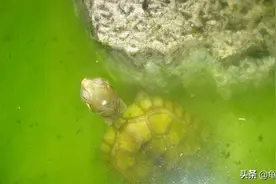 用新绿水治水龟腐皮、疥疮图片