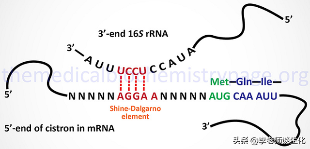 蛋白质翻译的起始阶段（一）
