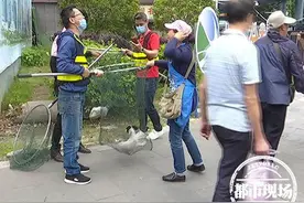 “铲屎官”注意了！不办证、不牵绳，狗狗将面临暂扣图片