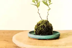 苔藓与野草制造小盆栽，最卑微的生命也能焕发出最强大的生机图片