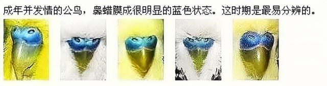 虎皮鹦鹉鱼鳞和珍珠图片