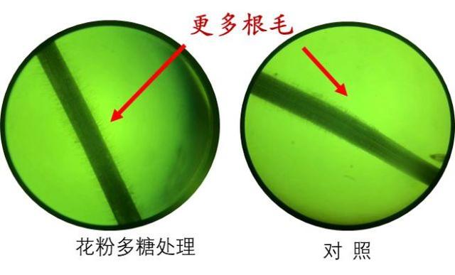花粉多糖和氨基酸肥哪个才是作物促根首选？听听专家怎么说