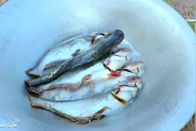 原始生活-村子今天聚餐，铁锅炖大鱼，兄弟们都来尝尝图片