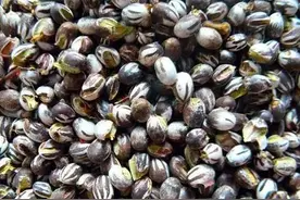 农村的“辣洋子”是啥？为什么有人高价收购？网友：别再小看它了图片