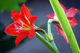 俗称开花机器，朱顶红这样养护，花开不断图片