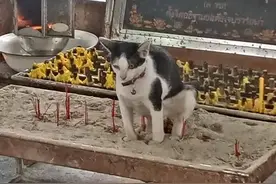 猫咪一时尿急找不到沙子，结果刚好看到香炉，下一秒你别笑图片