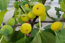 阳台如何养无花果？记住几点，当年就挂果了，果子又大又甜图片