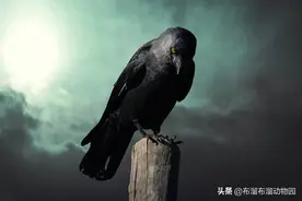 不好惹的8种记仇动物，多年后还会人脸识别，找你报仇图片