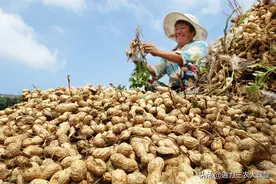 农技科普：花生喷施芸苔素能增产吗？亩产1500斤是用的什么套餐图片