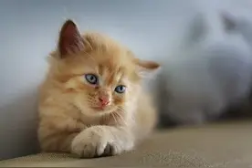 猫咪每天要喝多少水，该怎样让猫咪喝水？图片
