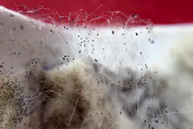 摘除眼球只为保命，隔壁的霉菌病有多可怕图片