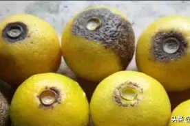 黄蒂落果严重，这些措施是否做到位？图片